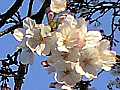 桜の花の写真８