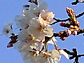 桜の花の写真９