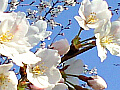 桜の花の写真10