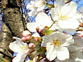 桜の花の写真11
