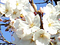 桜の花の写真12