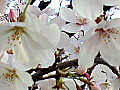 桜の花の写真７