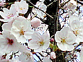 桜の花の写真８