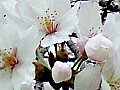 桜の花の写真５