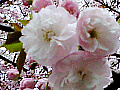 桜の花の写真５