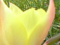 黄色とピンクの２色咲きのチューリップの写真