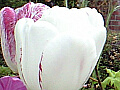 白と紫の２色咲きのチューリップの写真