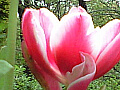 赤とピンクの２色咲きのチューリップの写真