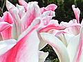ピンクと白の２色咲きのチューリップの写真