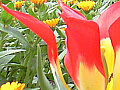 赤と黄色の２色咲きのチューリップの写真