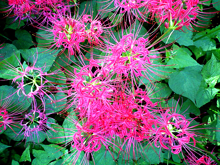 曼珠沙華の写真１