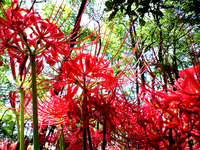 曼珠沙華の写真２