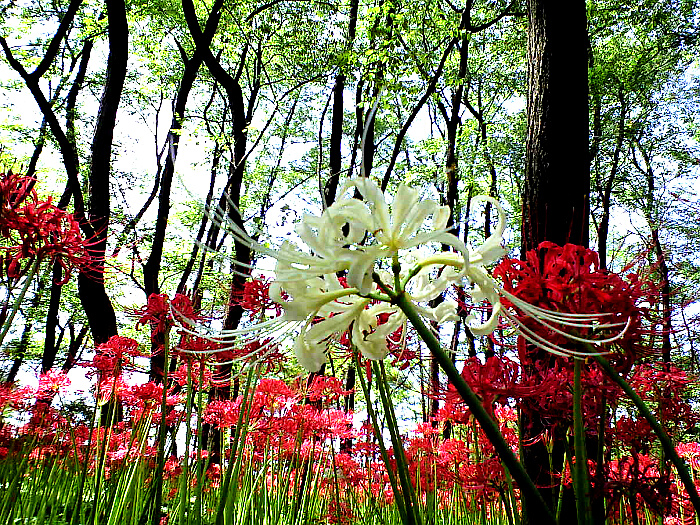 曼珠沙華の写真３