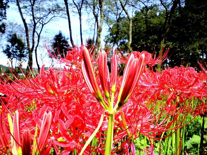 曼珠沙華の写真４