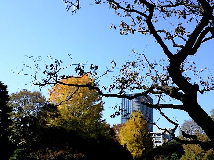 小石川後楽園の紅葉の写真１