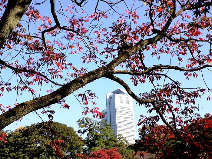 小石川後楽園の紅葉の写真２