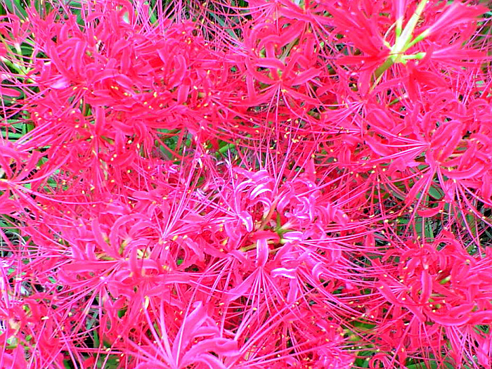 曼珠沙華の写真１