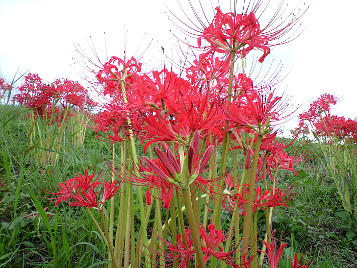 曼珠沙華の写真２