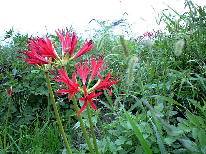 曼珠沙華の写真４