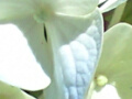 紫陽花の写真２