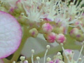 紫陽花の写真８