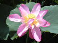 古代蓮の花の写真