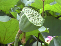 古代蓮の花托の写真１