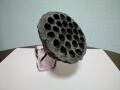 古代蓮の花托の写真２