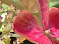 紫陽花の写真７