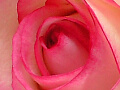 バラの写真２