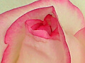 バラの写真３