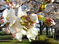 桜の写真１