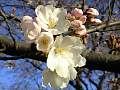 桜の写真２