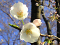 桜の写真３