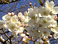 桜の写真４