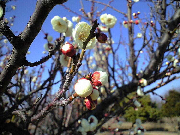 梅の写真２