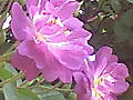 薔薇の写真９