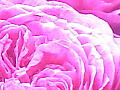 薔薇の写真10