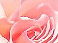 薔薇の写真21