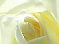 薔薇の写真15