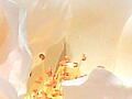薔薇の写真18