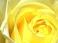 薔薇の写真６