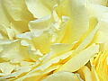 薔薇の写真５