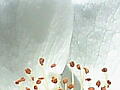 薔薇の写真13