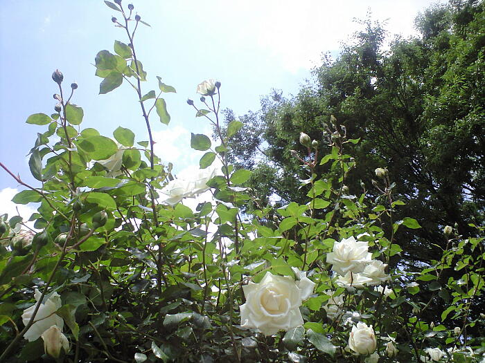 KN̎ʐ^S:NbNƖ߂܂