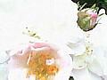 薔薇の写真３