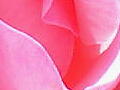 薔薇の写真22