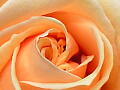 薔薇の写真17