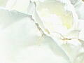 薔薇の写真14