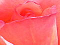 薔薇の写真24